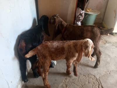 3 Bakra for sale final 45 hazar