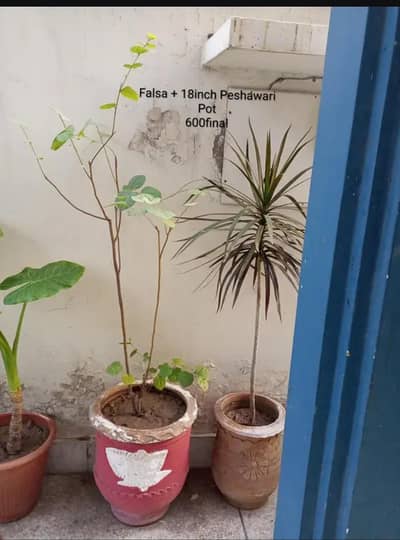 Falsa Plant with 18inch Peshawari Pot