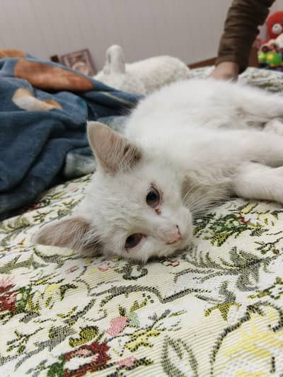 Persian cat  2 piece full homely and playing