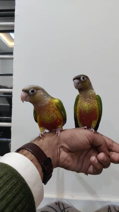 Conure Pineapple Greencheek Hand Tame High Red Factor