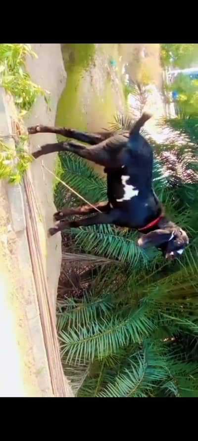 AmBAR sarr beetal cross