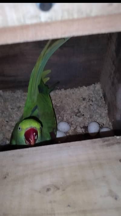 Raw Breeder Pair For Sale