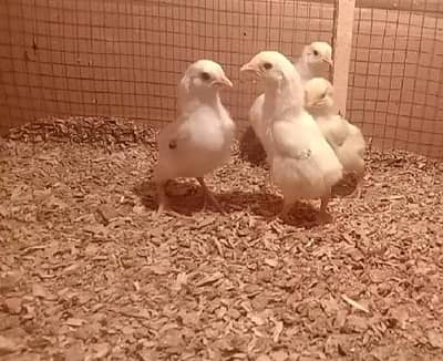 O Shamo king size chiksFOR SALE/Aseel/Chiks Sale/ Bantam/pair/for sale