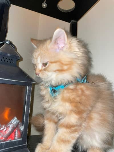 Pure Persian punch face kittens available for paid adoption