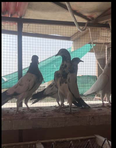 Pure 35 Wala Pair and 1 extra Male and baby Pigeon