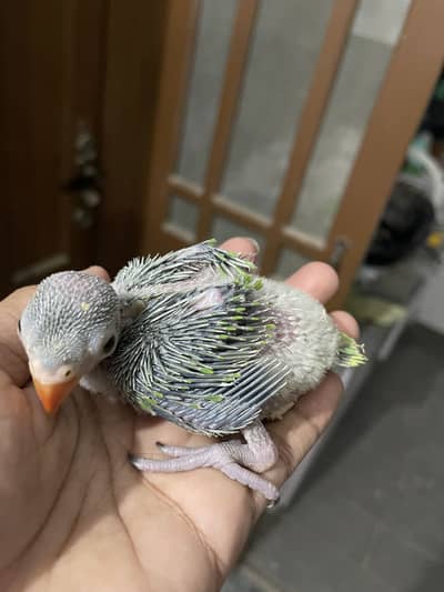 Green ringneck chicks