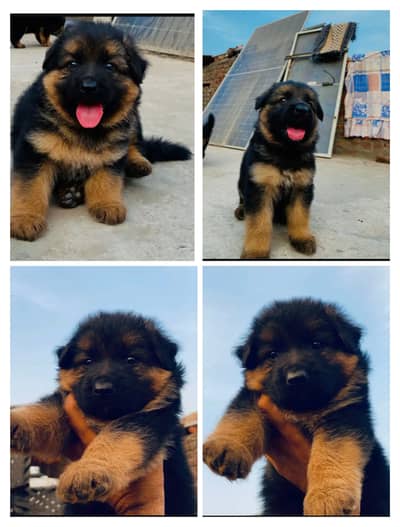 German shepherd Puppy