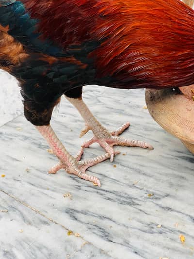 Breeder Golden Misri