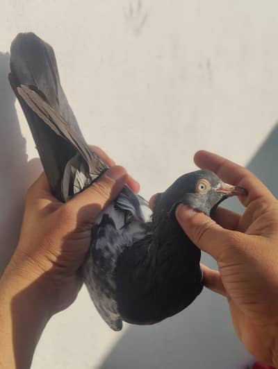 Teddy pairs with pure ring