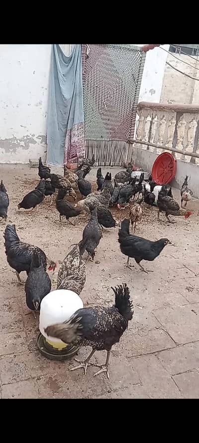 Golden misri and asterlop