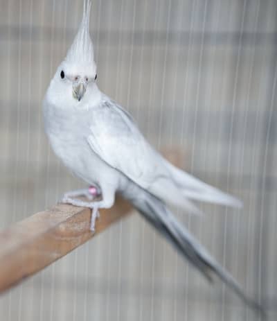 Emerald Cockatiel Parrot Pair