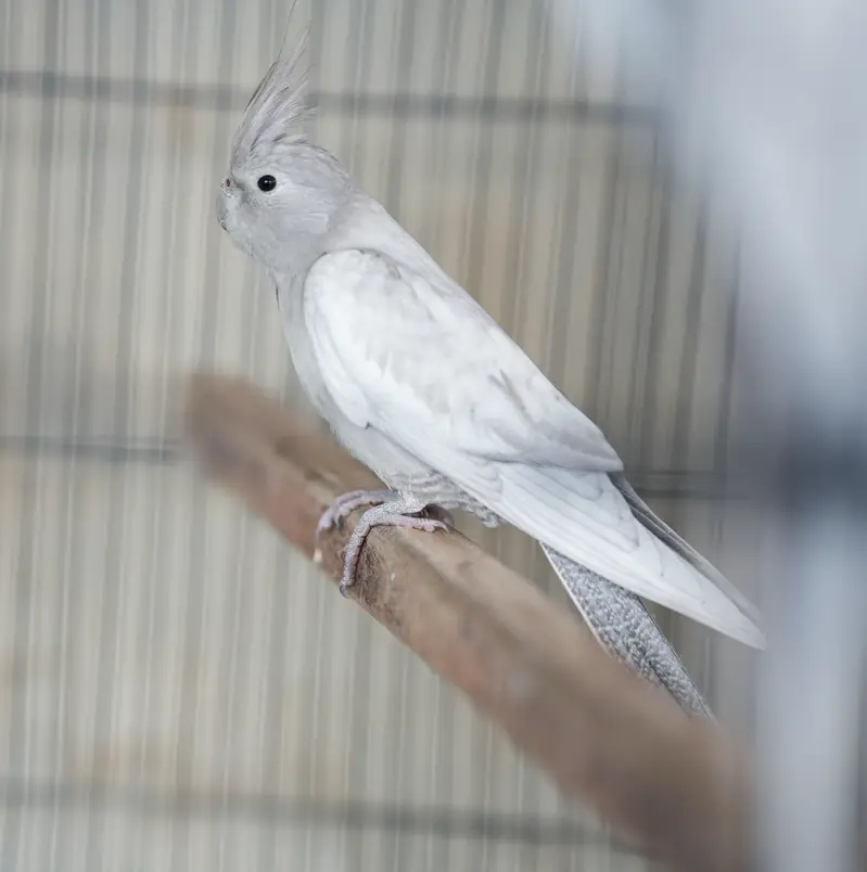 Emerald Cockatiel Parrot Pair — photo 2