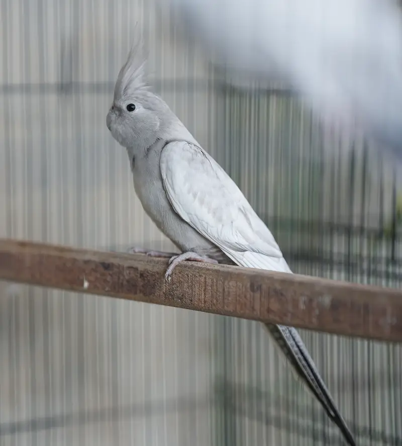 Emerald Cockatiel Parrot Pair — photo 3