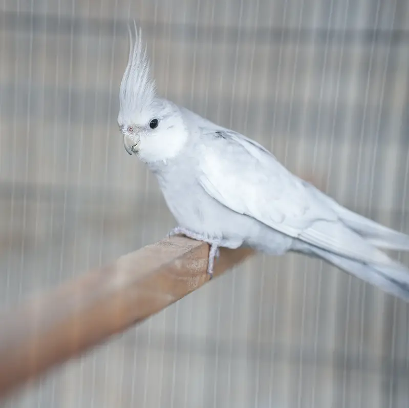 Emerald Cockatiel Parrot Pair — photo 4