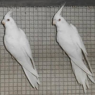 Cocktail breed pairs