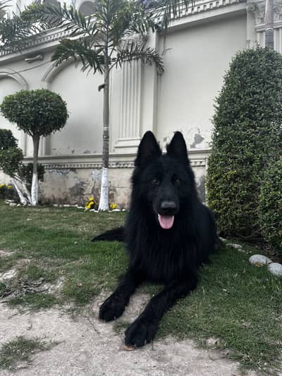 Long coat black gsd available for sale