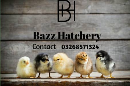 day old golden misri chicks