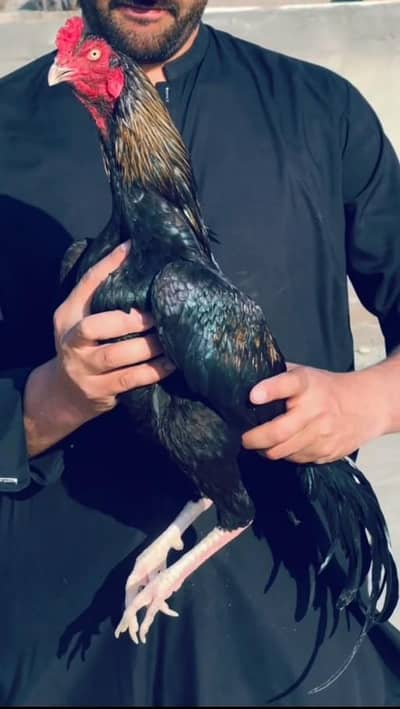 Aseel Mianwali / Mushka Lasai / Aseel / Eggs lying hens for sale