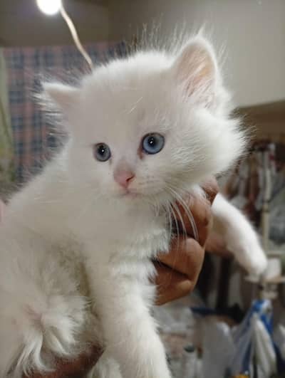 Persian kittens/ kittens/ imported kittens/ fluffy face kittens/ cats