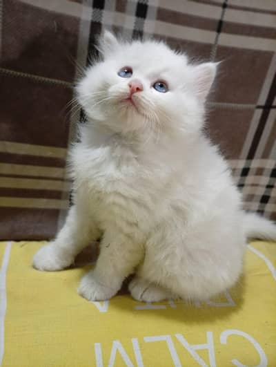 Persian kittens white baby face and blue eyes