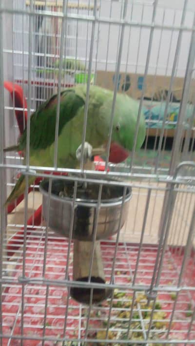 raw Kashmire with DNA 1 pair ringneck 1year age