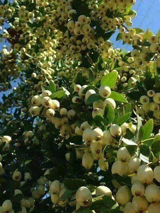 مجھے بنگلےمیں کام چاہیے 0