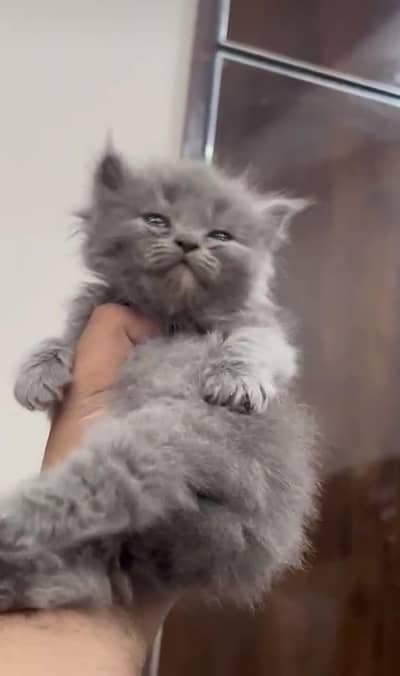 Persian cute kitten