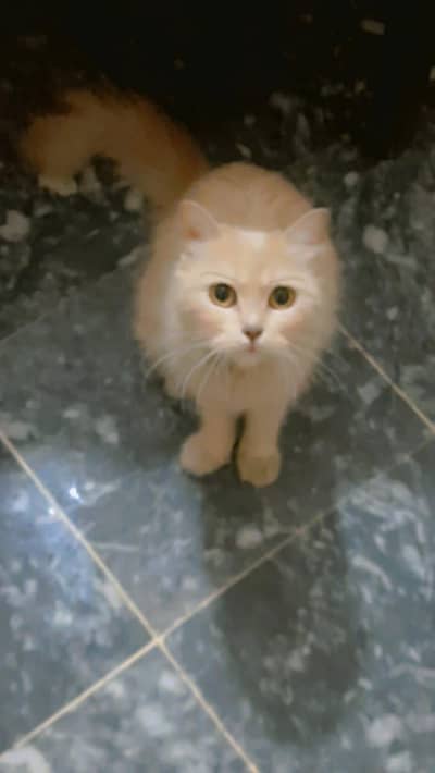 Persian cat for sale