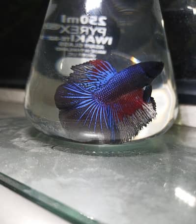 Betta