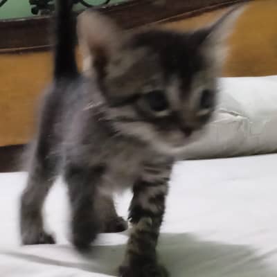 kitten for adaptation