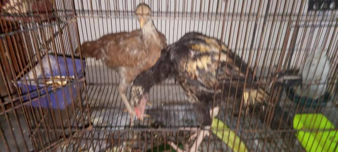 pure Thai aseel urgent sale