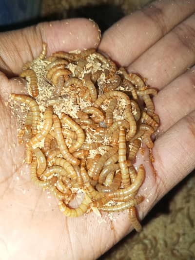 Fresh Mealworms, Pupae & Beetles For Sale.