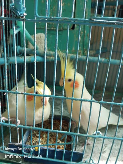 Cockatiel parrots
