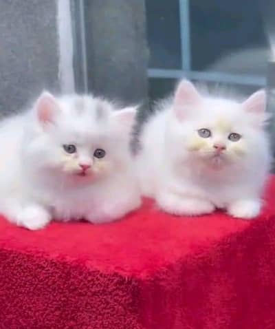 Persian cat for sale male or female03313091788 my WhatsApp number