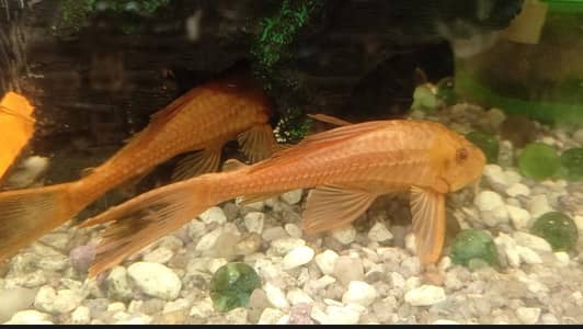 Albino Sucker + Shark + multi shad + Gold + tetra