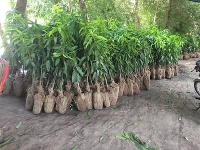 Australian Mango Plants  – Best Quality for Home & Garden!