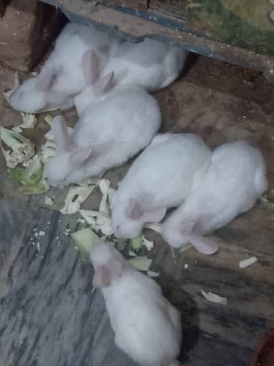rabbit pair for sale