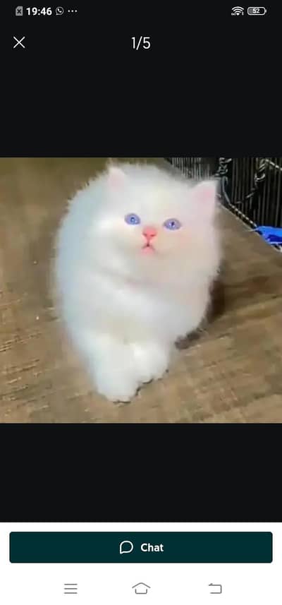Persian cat for sale male or female03313091788 my WhatsApp number