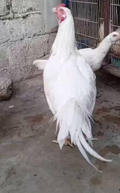 Pure Aseel Heera Qandhari