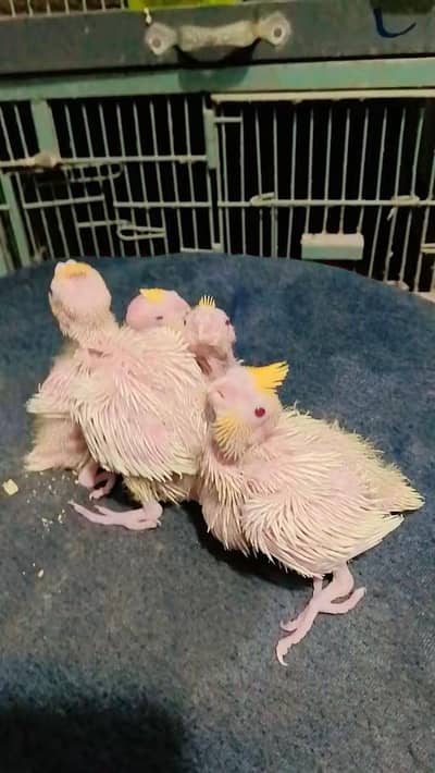 cocktail love birds bajis