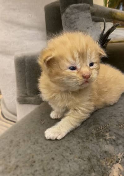 Scottish Fold / British Shorthair Available For Booking
