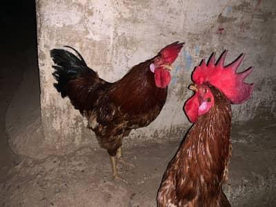 for sale / misri murgha / lohman brown