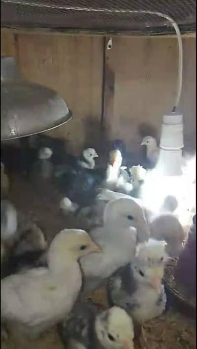 ko shamo Yokohama sebright silky polish chicks available