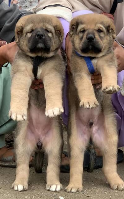 Afghan Kuchi Pair 2 month cargo system available all Pakistan