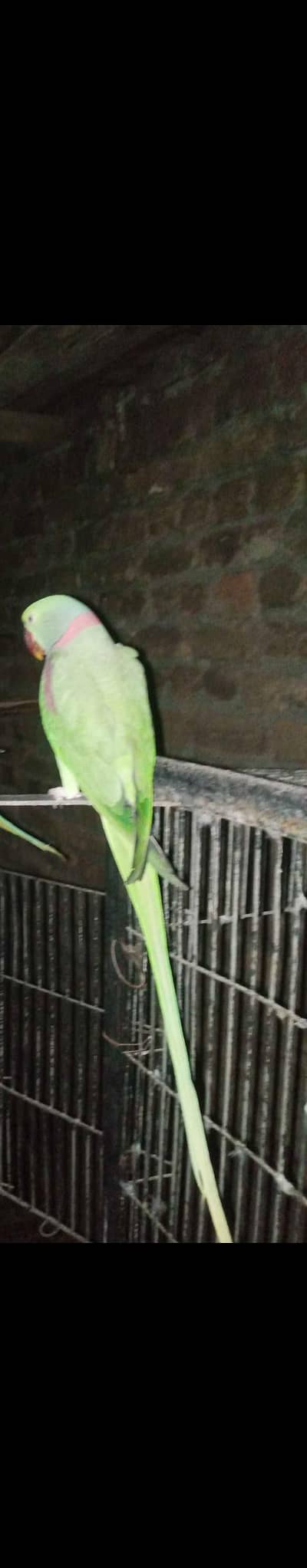 ring neck parrot pair and  raw  parrot male