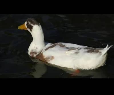 beautiful duck female  and hand taim cocktail parrot male 03094361798