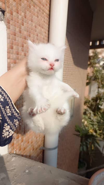 Triple coated Persian Cats