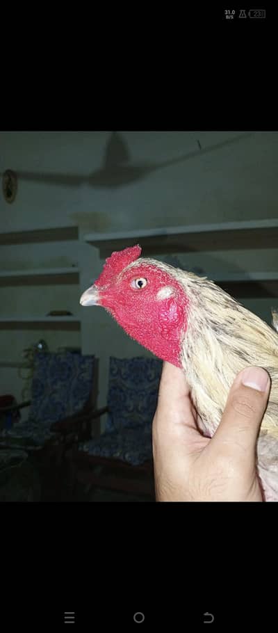 Money needed urgently