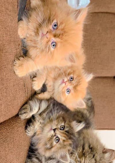 3 Persian kittens