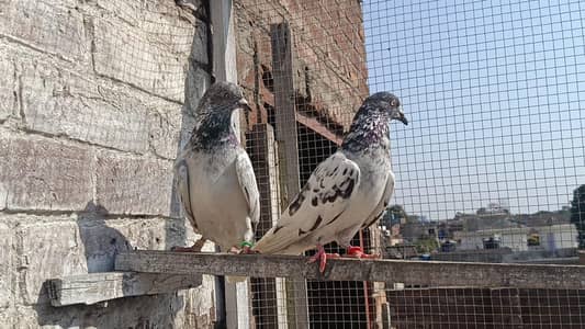 Batera Chatwala Breedar Pair